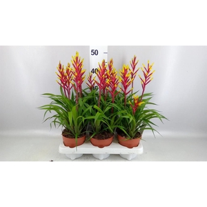 Guzmania  'Misty'