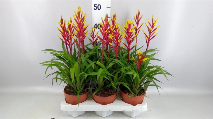 <h4>Guzmania  'Misty'</h4>