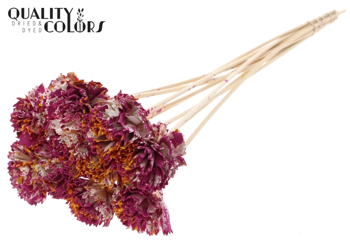 Shola Karnish Flower 6cm on stem Multicolour Cerise/Yellow