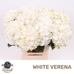HYDR M CH WHI VERENA