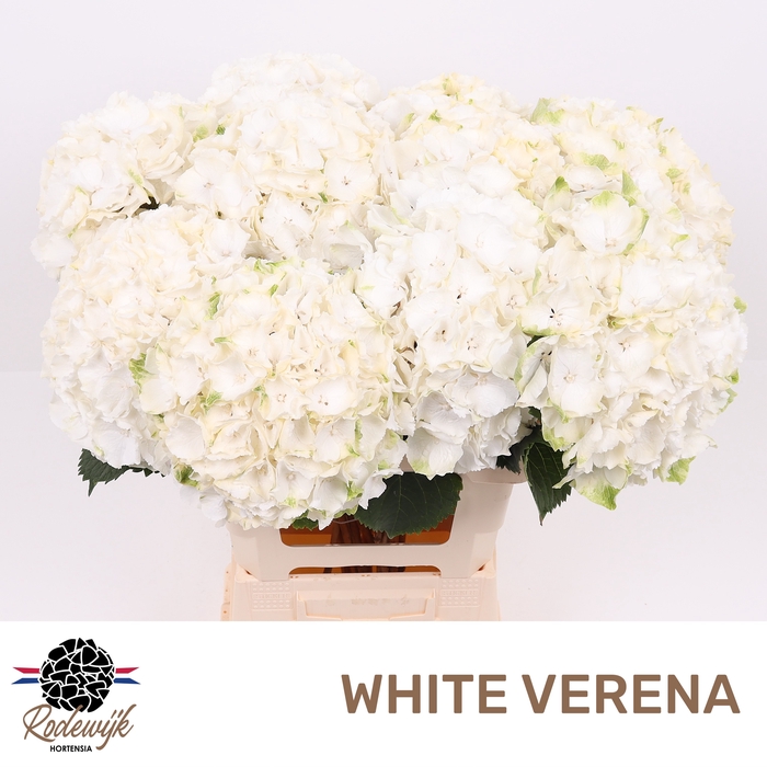<h4>HYDR M CH WHI VERENA</h4>