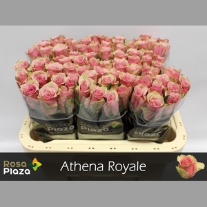 R GR ATHENA ROYALE