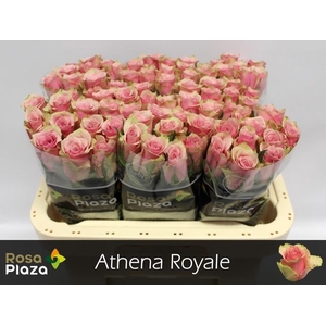 R GR ATHENA ROYALE