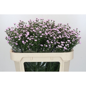 Aster Baby Pink Pearl