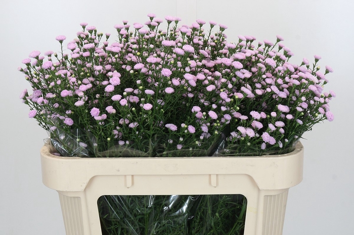 <h4>Aster Baby Pink Pearl</h4>