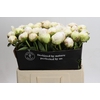 Paeonia Bowl Of Cream