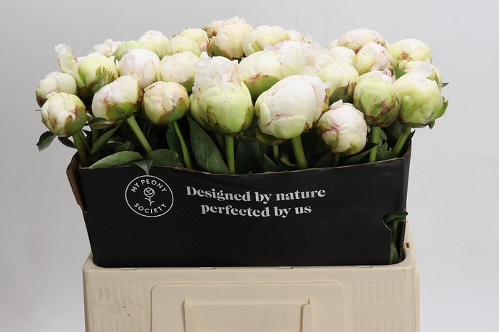 <h4>Paeonia Bowl Of Cream</h4>