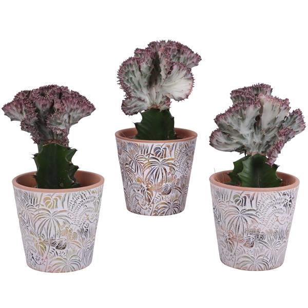 <h4>Euphorbia Lactea Ø12cm in Ø14cm Ceramic Pot Jungle</h4>