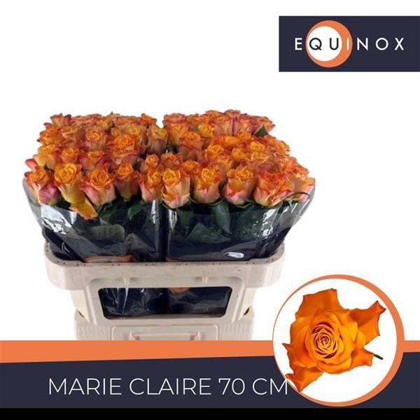 <h4>R Gr Marie Claire Equinox</h4>