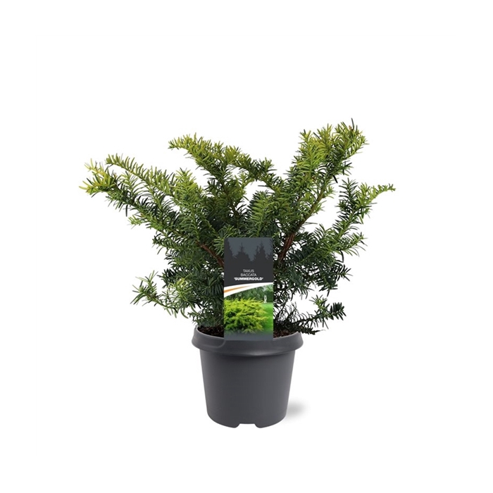 <h4>Taxus baccata 'Summergold'</h4>