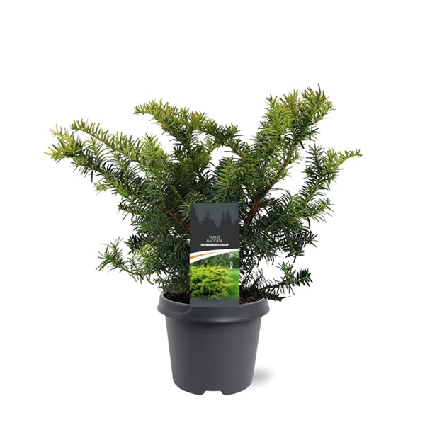 <h4>Taxus baccata 'Summergold'</h4>