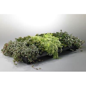 UNIVERSE MIX P10.5 SEDUM PILEA