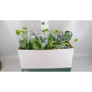 Epipremnum pinn. 'Global Green'