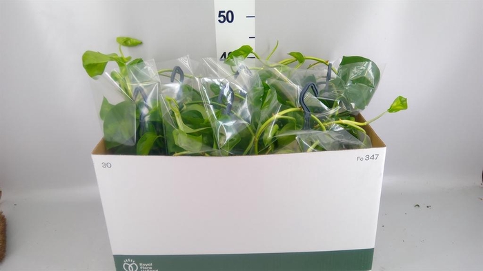 <h4>Epipremnum pinn. 'Global Green'</h4>