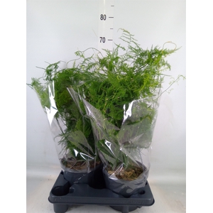 Asparagus setaceus