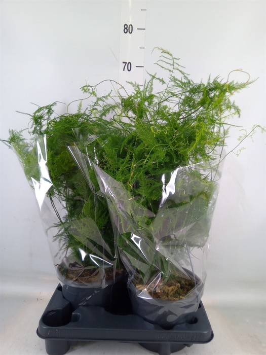 <h4>Asparagus setaceus</h4>
