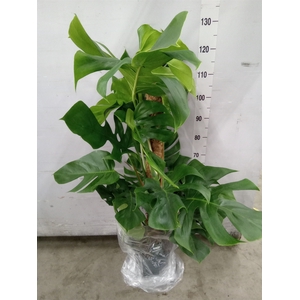 Monstera pertusum