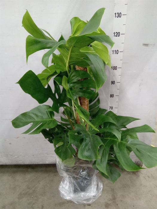 <h4>Monstera pertusum</h4>