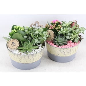arr2 PL - Zink bowl yellow/grey - roze/wit