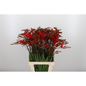 Crocosmia Grbl Lucifer