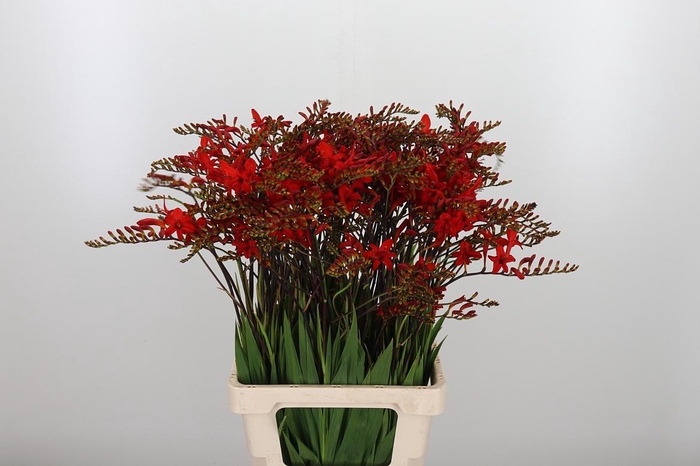<h4>Crocosmia Grbl Lucifer</h4>