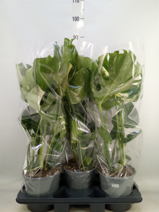 <h4>Monstera delic. 'Thai Constellatio'</h4>