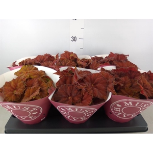 Begonia BD 'Beleaf Amber Love'