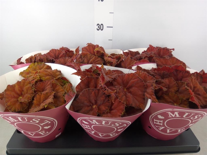 <h4>Begonia BD 'Beleaf Amber Love'</h4>