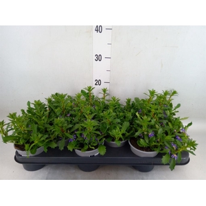 Scaevola aemula 'Purple Haze'