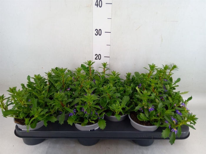 <h4>Scaevola aemula 'Purple Haze'</h4>