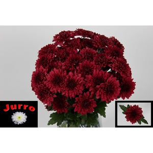 CHR T LAMIRA RED