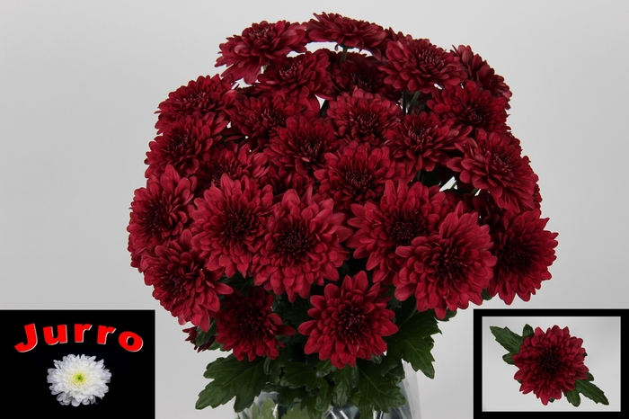 <h4>CHR T LAMIRA RED</h4>