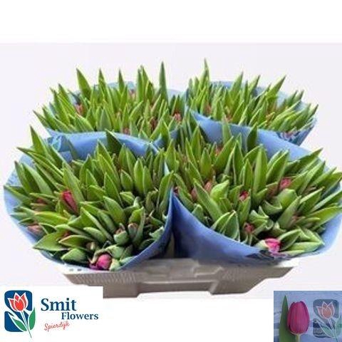 <h4>Tu En Pink Ardour</h4>