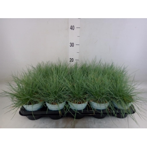 Festuca glauca 'Compacta Blue'