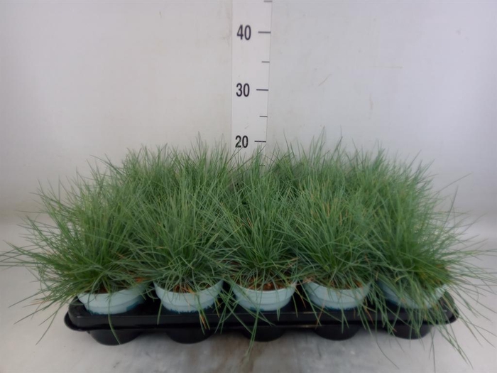 <h4>Festuca glauca 'Compacta Blue'</h4>