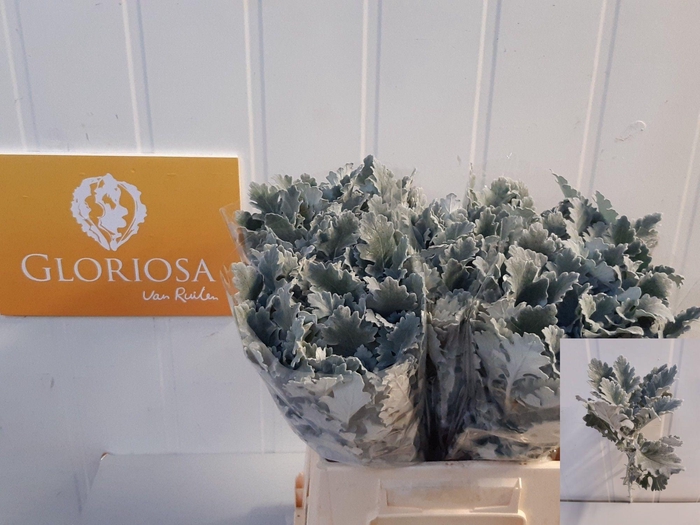 <h4>JACOBAEA SIL ANTONIA</h4>