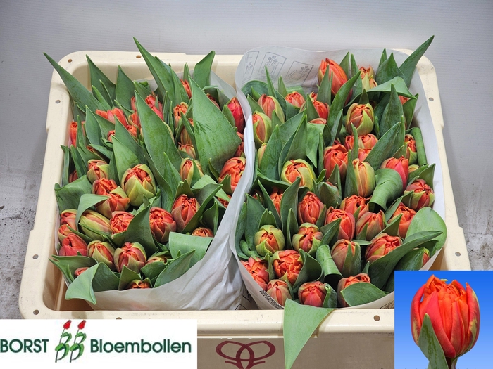 <h4>TU DU ORANGE BALL</h4>