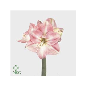 Hippeastrum darling