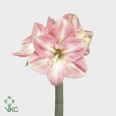 <h4>Hippeastrum darling</h4>