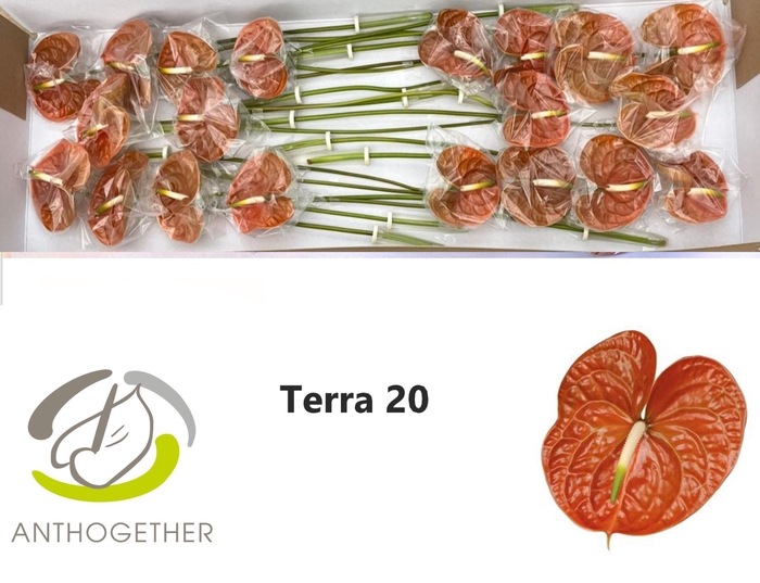 <h4>ANTH A TERRA 20</h4>
