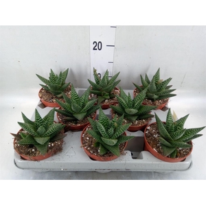 xGasterhaworthia  'Royal Highness'