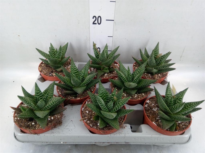<h4>xGasterhaworthia  'Royal Highness'</h4>