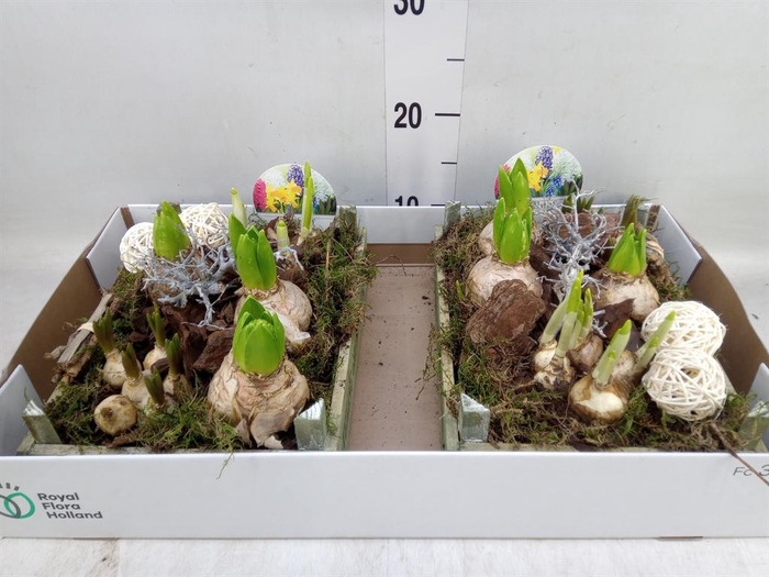 <h4>Arr. Bol/Knolgewas L%</h4>