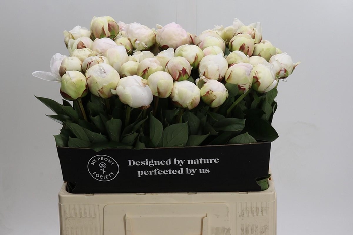 <h4>Paeonia Odile</h4>