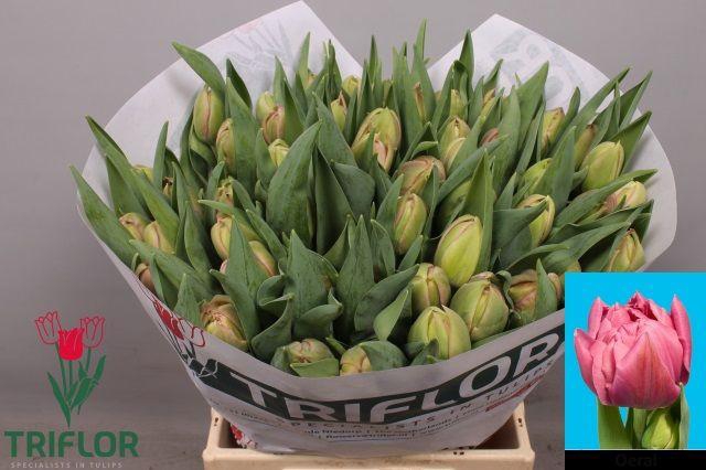 <h4>TU DU OERAL</h4>