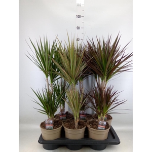 Dracaena   ...mix