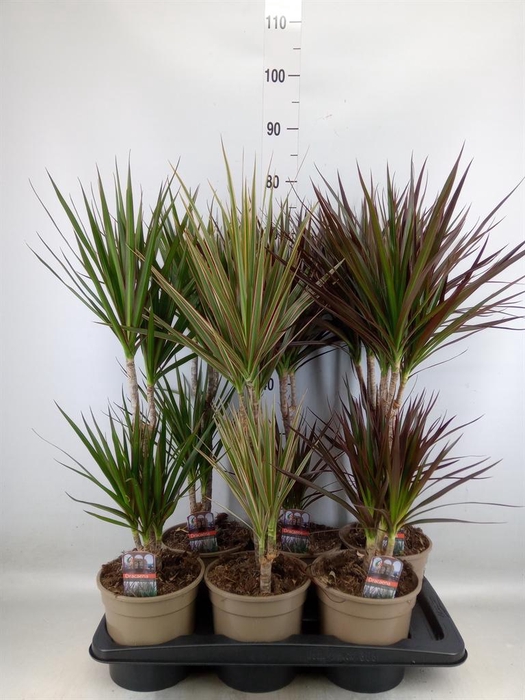 <h4>Dracaena   ...mix</h4>