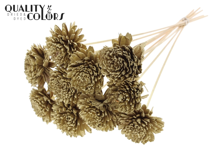 Shola Zinia Ø8cm on stem Gold