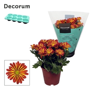 Chrysanne® Margarita Bicolor 'Flame'