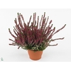 Calluna vulg. 'Beauty L Sharon'